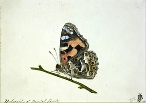 Backhouse, John Philemon, 1845-1908 :Underside of painted lady. [ca. 1880]