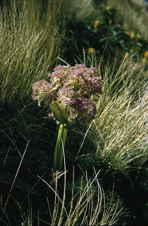 Anisotome antipodia, Campbell Island