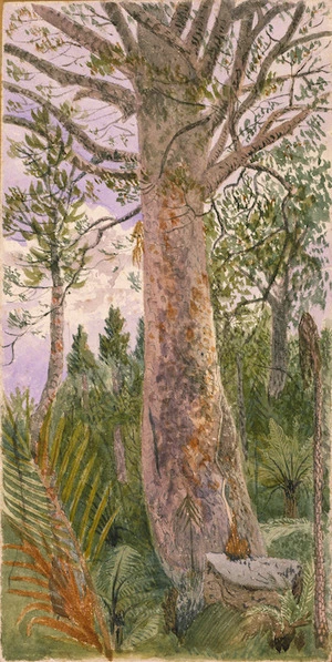 Hands, Alfred Watson, 1849-1927 :Kauri pine, Waitemata, North Shore. [1887?]