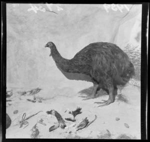 A reconstructed Moa, [in a museum display?]