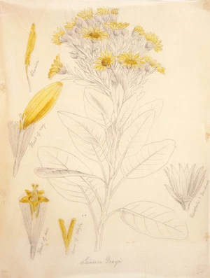 [Buchanan, John] 1819-1898 :Senecio greyi. [1860s]