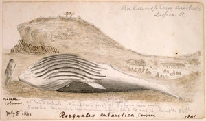[Taylor, Richard], 1805-1873 :A dead whale (humpback fish) at Tohora nui with Tareha - about 100 natives assembled to eat it. Length 33 ft. July 5th 1841. Rorqualis antarctica. Cuvier.