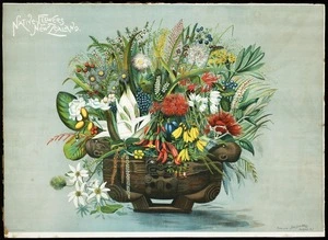 Huddlestone, William :Native flowers of New Zealand. W. Schmidt litho. Auckland, New Zealand graphic, 1899