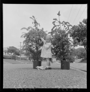 Unidentified toddler, standing between two Christmas trees in pots, on an unidentified street, probably Wellington region