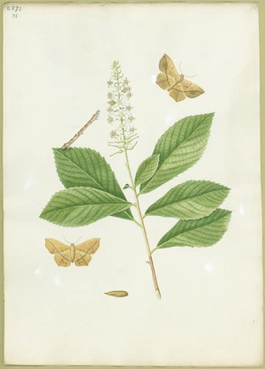 Abbot, John, 1751-1840 :Yellow brown looper moth. [Between 1816 and 1818]