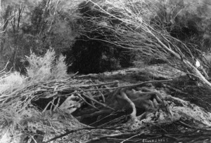 Eagle's Nest Geyser at Wairakei