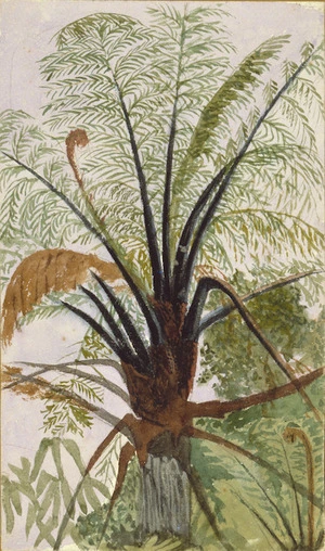 Hands, Alfred Watson, 1849-1927 :Black fern near Auckland. 1887
