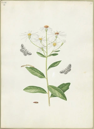 Abbot, John, 1751-1840 :Clouded grey looper. [ca 1818]