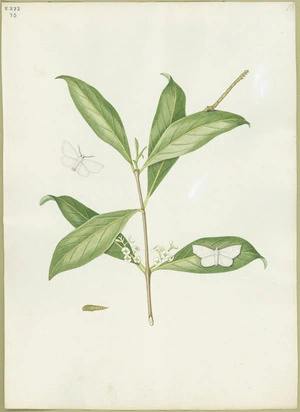 Abbot, John, 1751-1840 :White looper moth. [ca 1818]