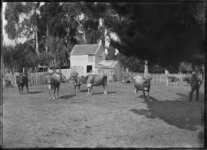 Jersey cattle at James Booth's property, Gisborne