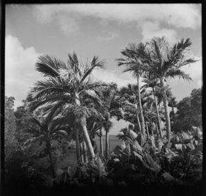 Nikau palms, taro, and banana palm, Raoul Island, Kermadec Islands