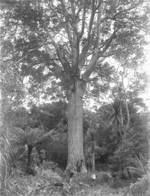 Kauri tree marked for felling