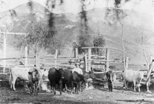 Cattle, Kuripapango