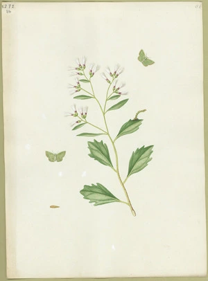 Abbot, John, 1751-1840 :Myrtle green looper. [ca 1818]