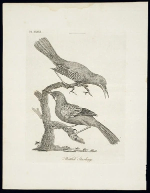[Latham, John], 1740-1837 :Wattled starlings. Pl[ate] 36. [1783]