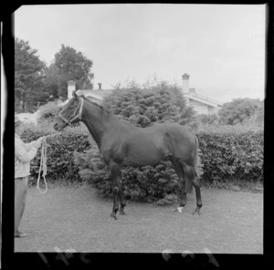 Breaking in a two year old racehorse at a Trentham property with an unidentified trainer, Upper Hutt, Wellington Region