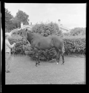 Breaking in a two year old racehorse at a Trentham property with an unidentified trainer, Upper Hutt, Wellington Region