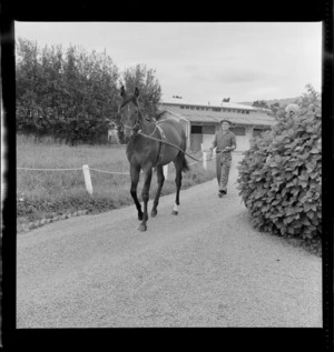 Breaking in a two year old racehorse at a Trentham property with an unidentified trainer, Upper Hutt, Wellington Region