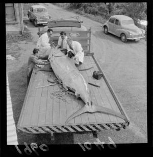 Unidentified men, moving Marlin fish from back of back of truck, largest game fish caught in 1960