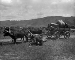 William Brooks having lunch sitting next to his bullock team, Motupiko Valley, Tasman district