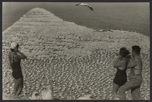 Gannets and onlookers, Cape Kidnappers, Hawke's Bay
