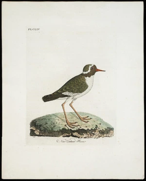[Latham, John], 1740-1837 :New Zealand plover Pl[ate] CLIV [1795]