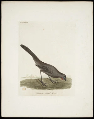 [Latham, John], 1740-1837 :Cinereous wattle bird. Pl[ate] XXXVIII [1821-1828]