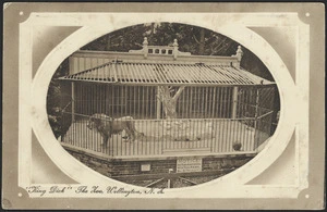 The lion, King Dick, caged in the Wellington Zoo, Newtown, Wellington