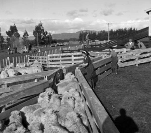 Mrs Eleanor Roosevelt watching members of the Women's Land Service draft sheep