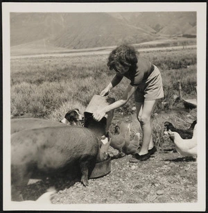 Girl feeding pigs