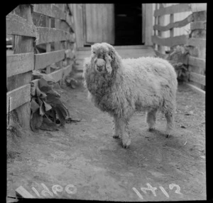 Sheep, after being attacked by dogs