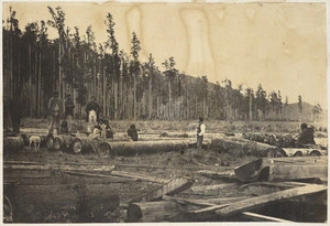 Scene with Maori group and logs, Wairoa district, Hawke's Bay