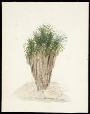 Artist unknown :[Cabbage tree with protective skirt of dead leaves. ca 1900-1904]