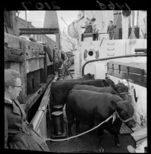 Cattle on board the tug Tapuhi