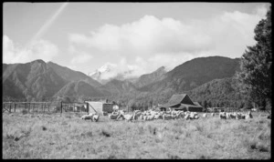 Rural scene with sheep and hills, Fox Glacier district, West Coast region