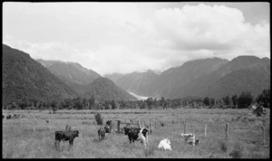 Rural scene with cattle, and Fox Glacier in background, West Coast region