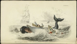 Stewart, J., fl 1837 :The Spermaceti whale. Stewart delt. Lizars, sc. Edinburgh, Lizars, 1837