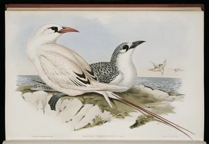 The birds of Australia. / By John Gould.