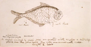 [Taylor, Richard], 1805-1873 :Chaetodon arara. Fam[ily] Squamipenna. The dorsal ventral and anal fins are covered with scales, a scaleless plate over the forehead. The gills are covered with scales. Length 2 feet.