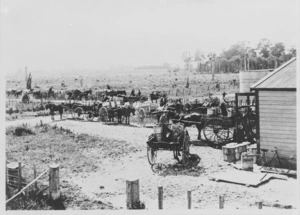 Horse-drawn carts at the creamery near Bunnythorpe, Manawatu