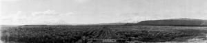 Panorama of Tongariro, Ngauruhoe and Ruapehu mountains, from Waimarino Plains.