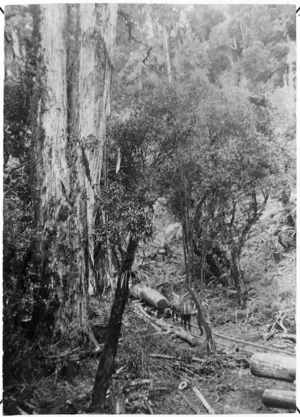 Scene in native bush with log being hauled for Taupo-Totara Timber Company