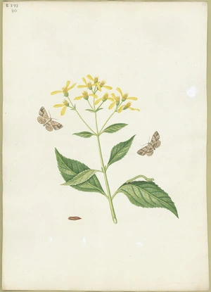 Abbot, John, 1751-1840 :Brown clouded looper. [ca 1818]
