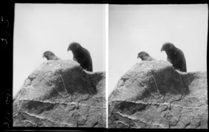 Two kea sitting on a rock, location unidentified