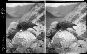 A kea perched on a rock, with mountains in background, location unidentified