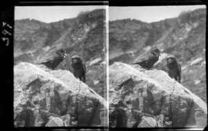Two kea perched on a rock, location unidentified