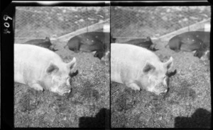 A sleeping pig, location unidentified