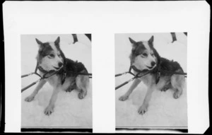 Sled dog, with harness, Mount Cook National Park, Canterbury Region