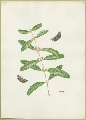 Abbot, John, 1751-1840 :Dingy moth. [ca 1818]