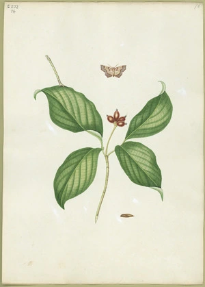 Abbot, John, 1751-1840 :Rufous dogwood looper. [ca 1818]
